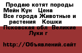 Продаю котят породы Мейн Кун › Цена ­ 12 000 - Все города Животные и растения » Кошки   . Псковская обл.,Великие Луки г.